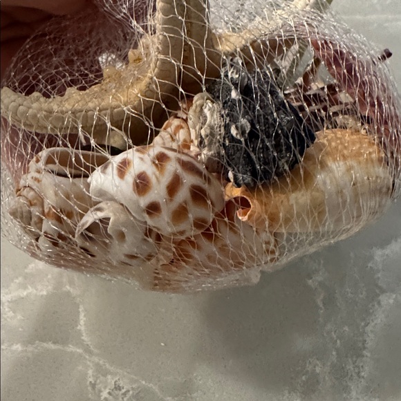 Mixed Shells 🐚 - Picture 4 of 4